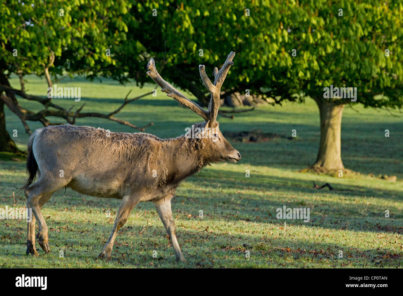 Pere David  deer walking through wooded area Stock Photo