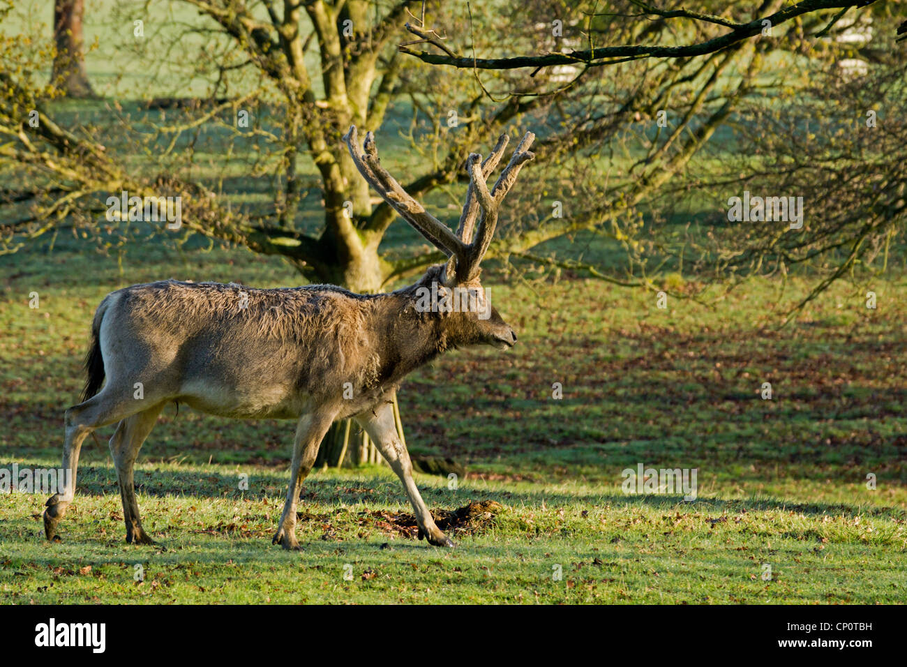Pere David deer walking through wooded area Stock Photo