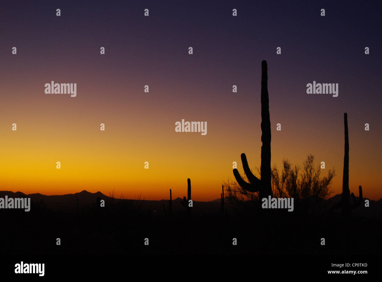 Saguaros at sunset, Arizona Stock Photo - Alamy