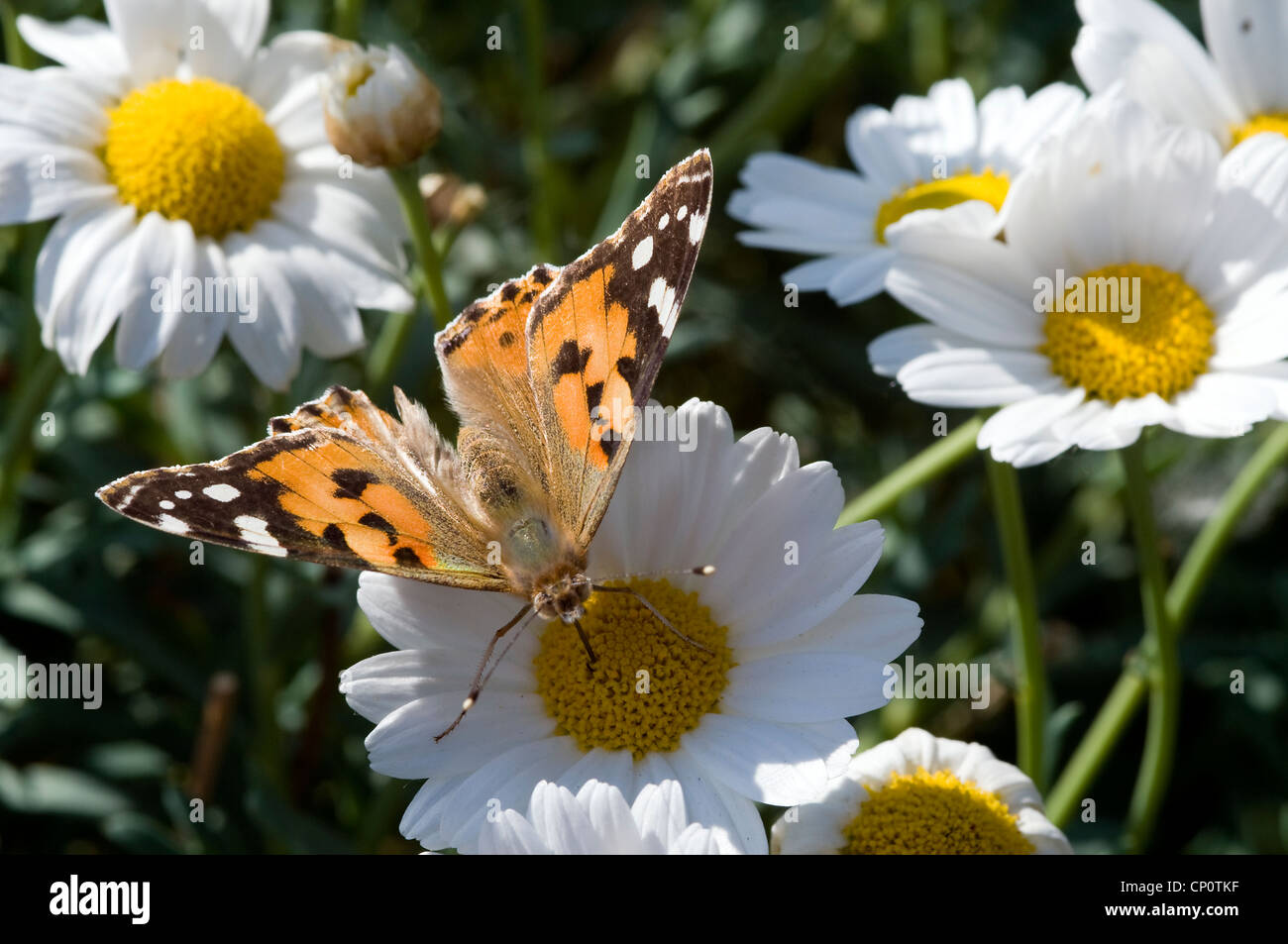 butterfly in dutch garden in wild nature Stock Photo