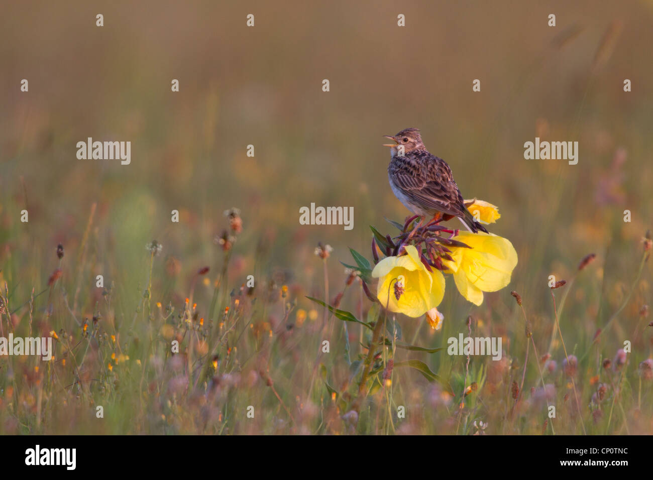 Sky lark singing on an evening primerose countryside Holland Europe Stock Photo