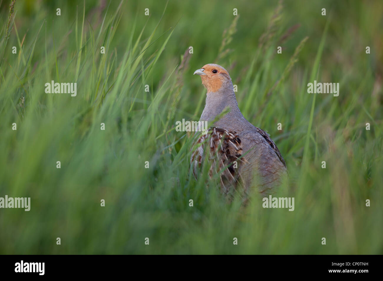 Grey partridge male in meadow Holland the Netherlands Europe Stock Photo