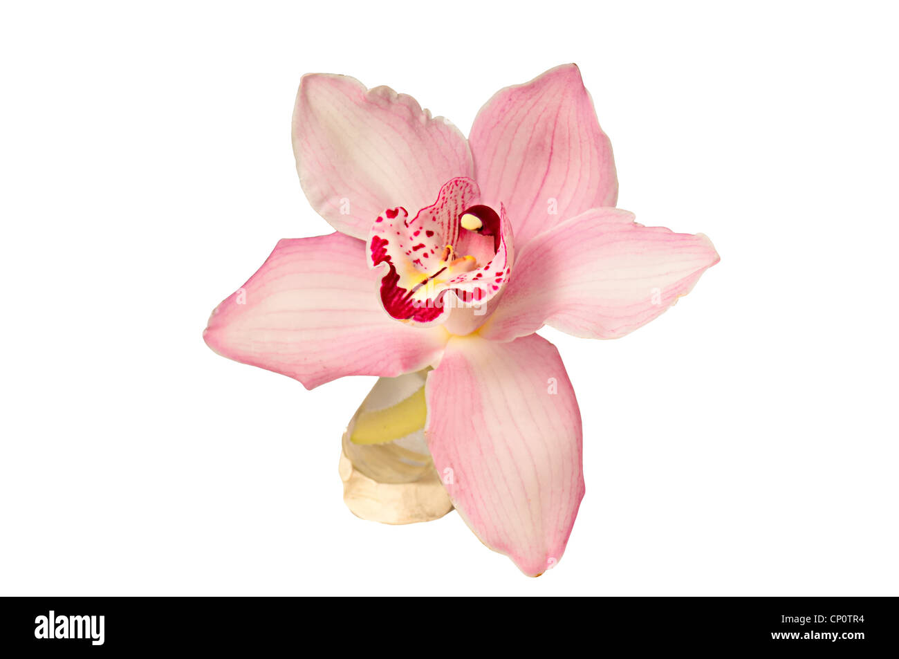 The pink orchid photographed on a white background Stock Photo - Alamy