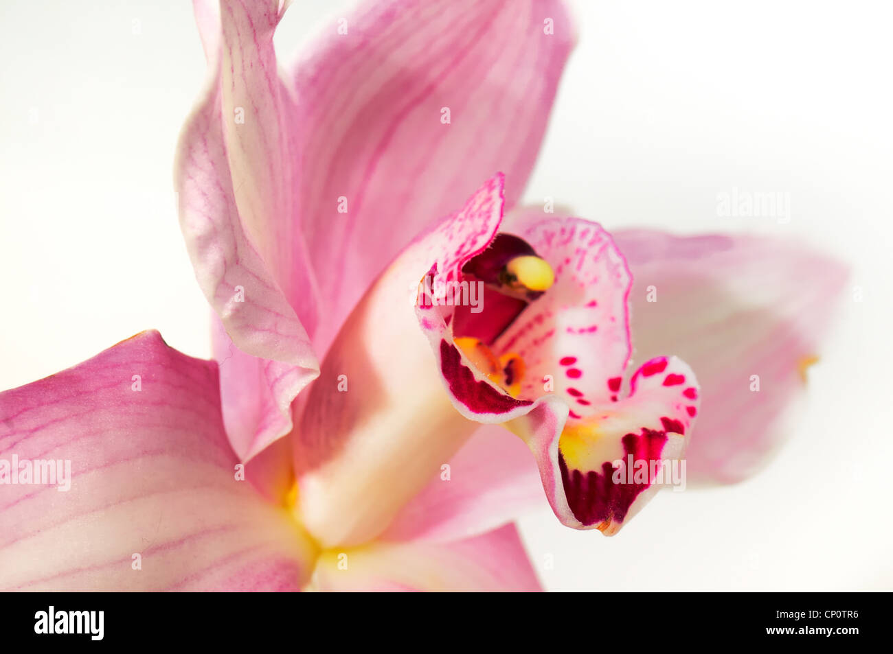 The pink orchid photographed on a white background Stock Photo - Alamy