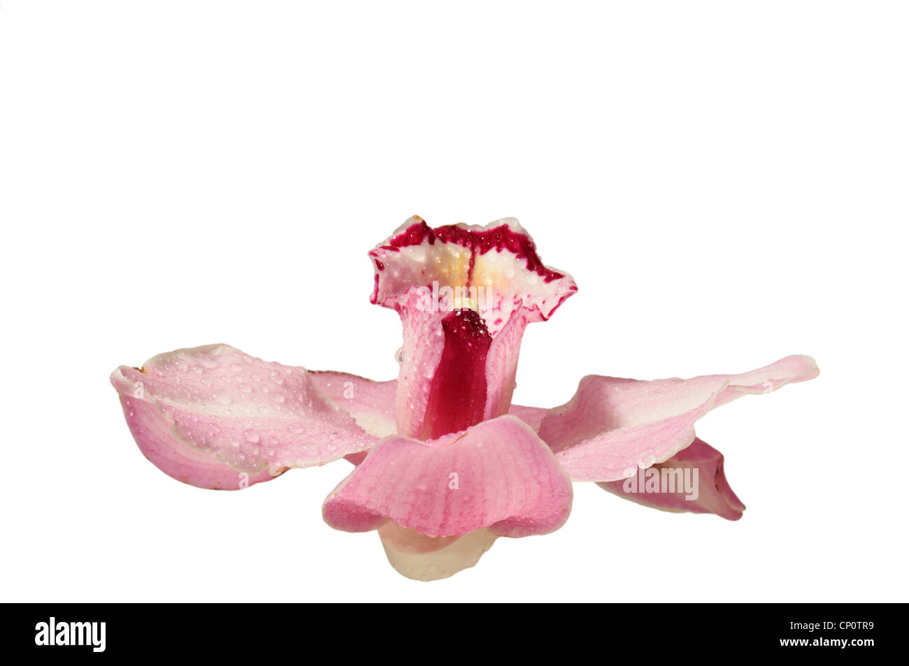 The pink orchid photographed on a white background Stock Photo - Alamy