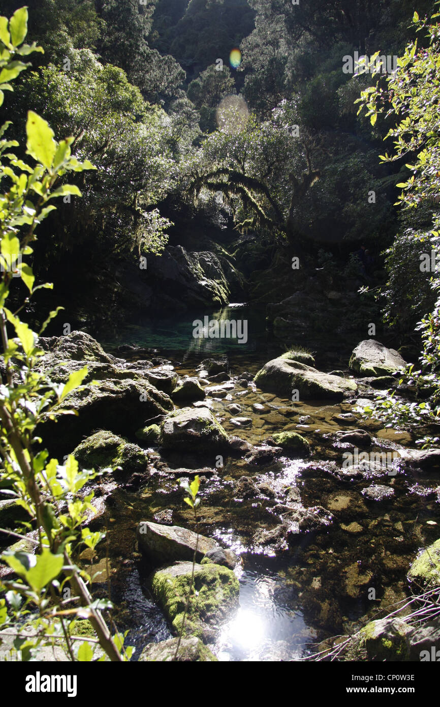 Downstream of the Crystal pool, Riwaka Resurgence. Stock Photo