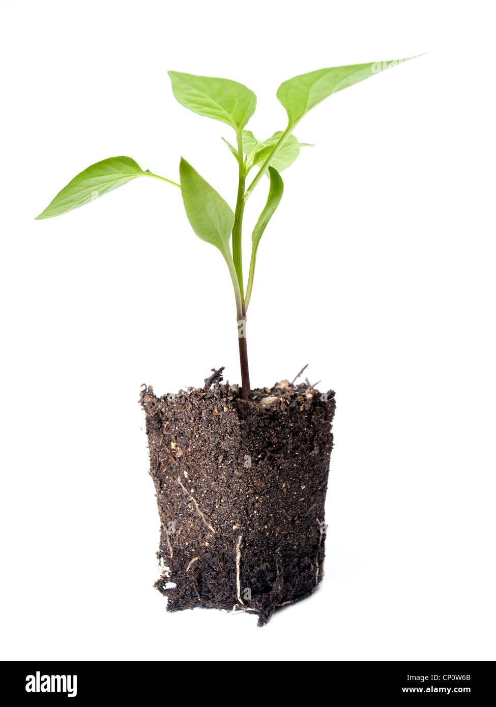 Young plant of future crops on a white background. Stock Photo