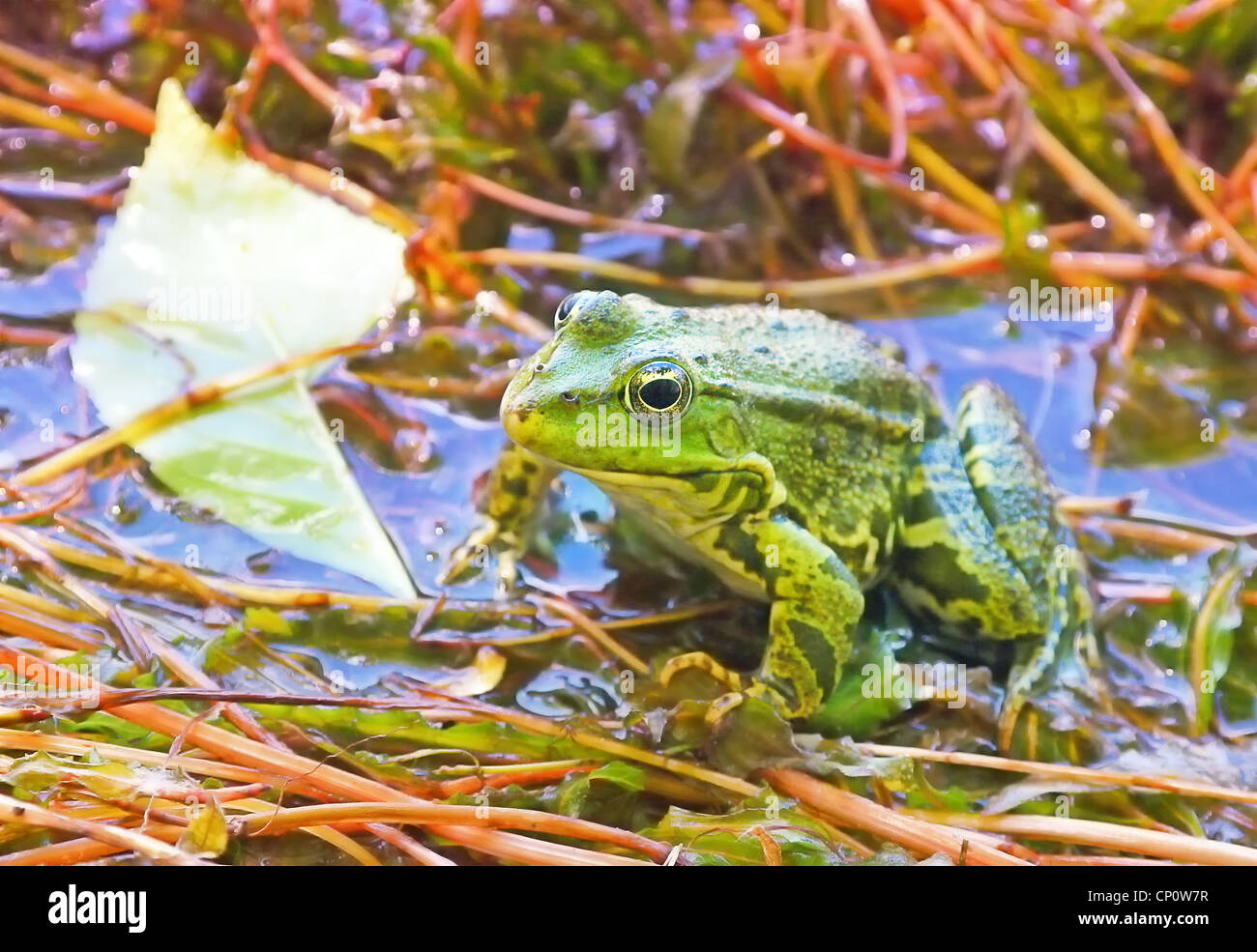 natural-swampland-habitat-hi-res-stock-photography-and-images-alamy