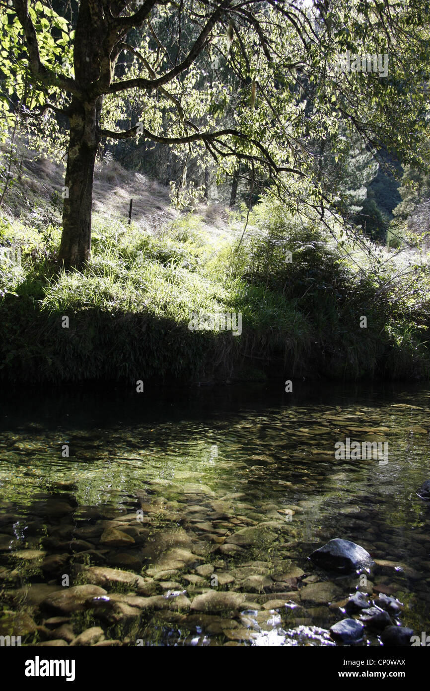 Downstream of the Crystal pool, Riwaka Resurgence. Stock Photo