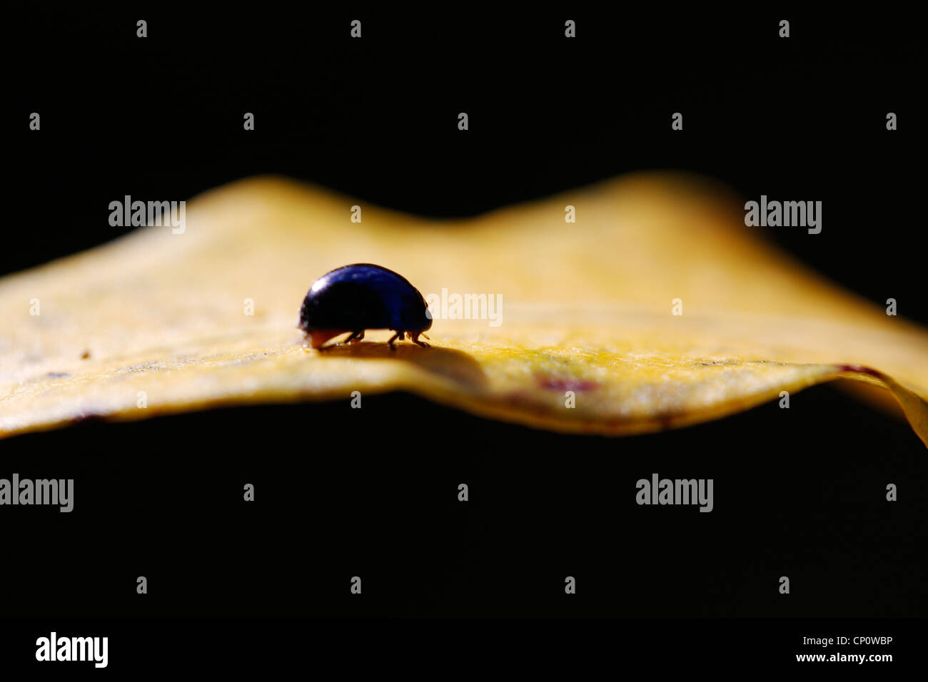 A beetle on a yellow leaf. Stock Photo