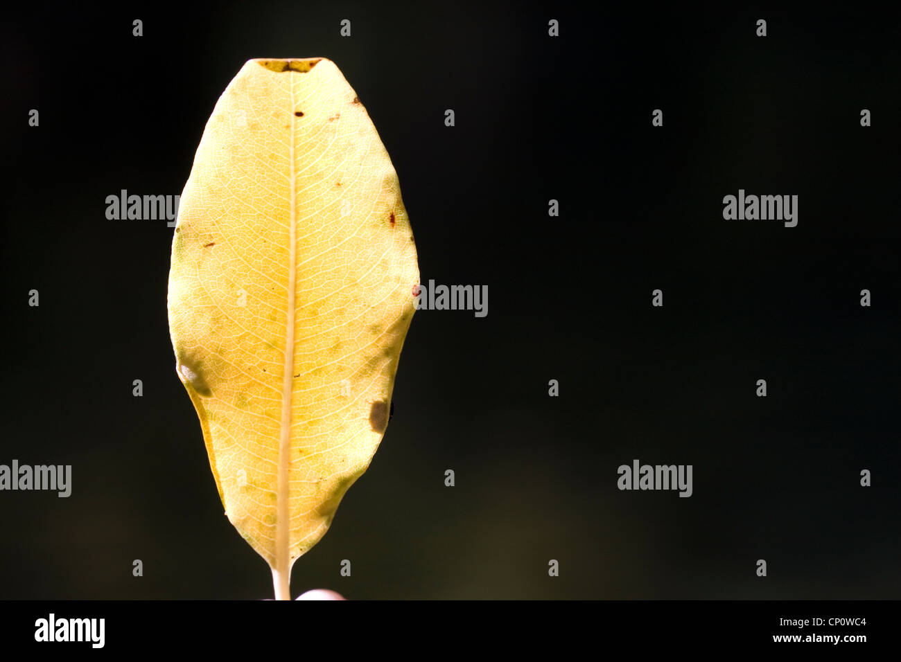 A leaf. Stock Photo
