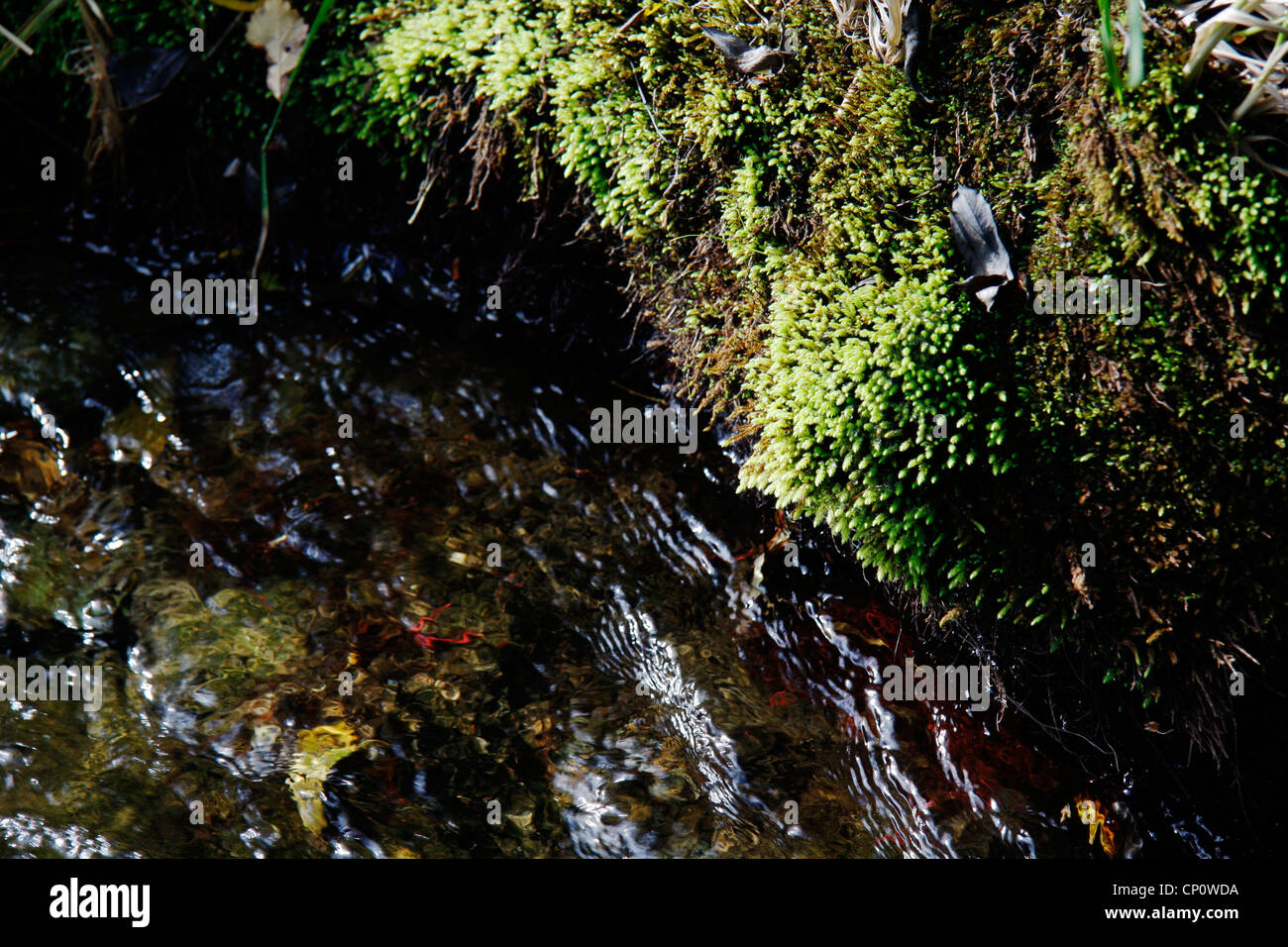 Mosses at the bank downstream of the Crystal pool, Riwaka Resurgence. Stock Photo