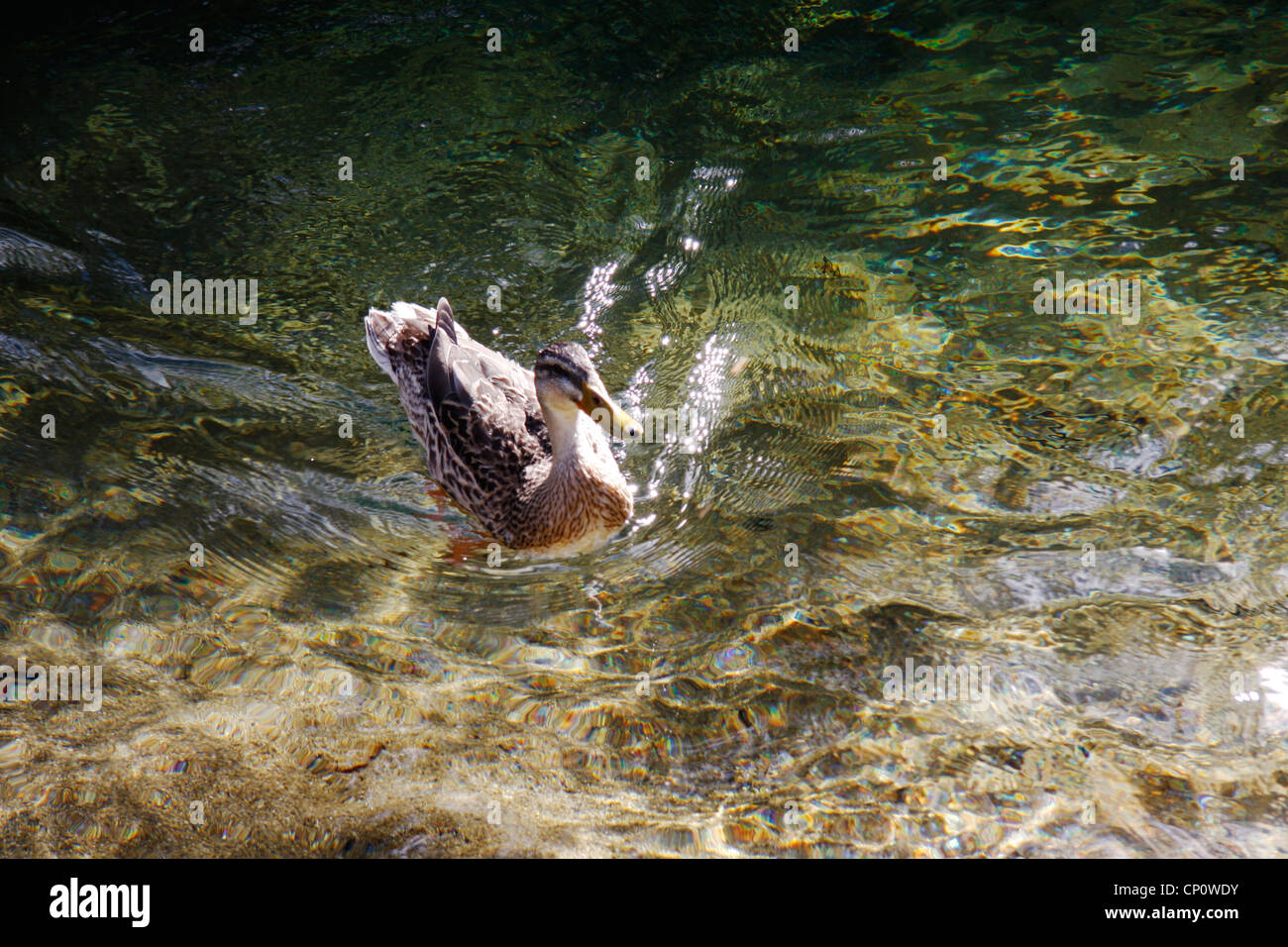Mandarin duck at downstream of the Crystal pool, Riwaka Resurgence. Stock Photo
