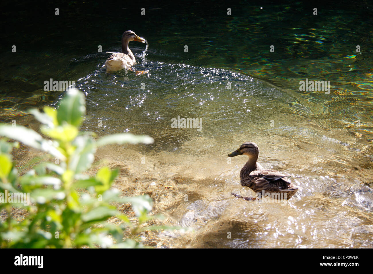 Mandarin ducks at downstream of the Crystal pool, Riwaka Resurgence. Stock Photo