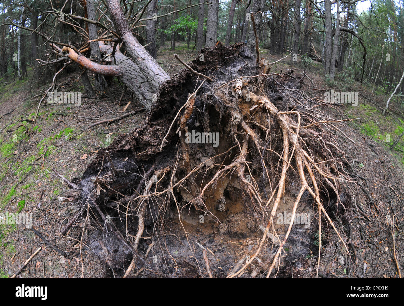 huge felled pine tree Stock Photo