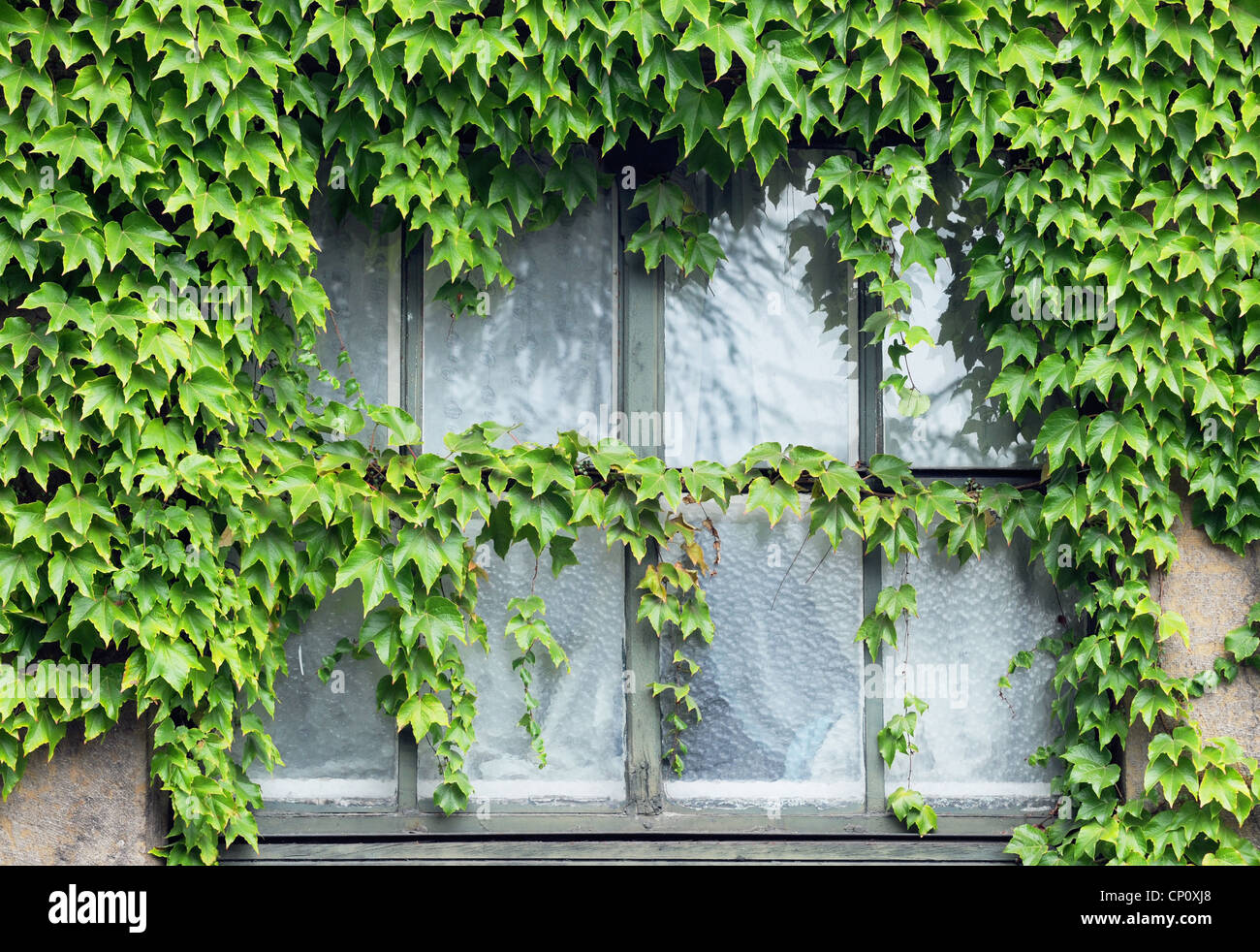 old window with creeping plant, Provence in France Stock Photo