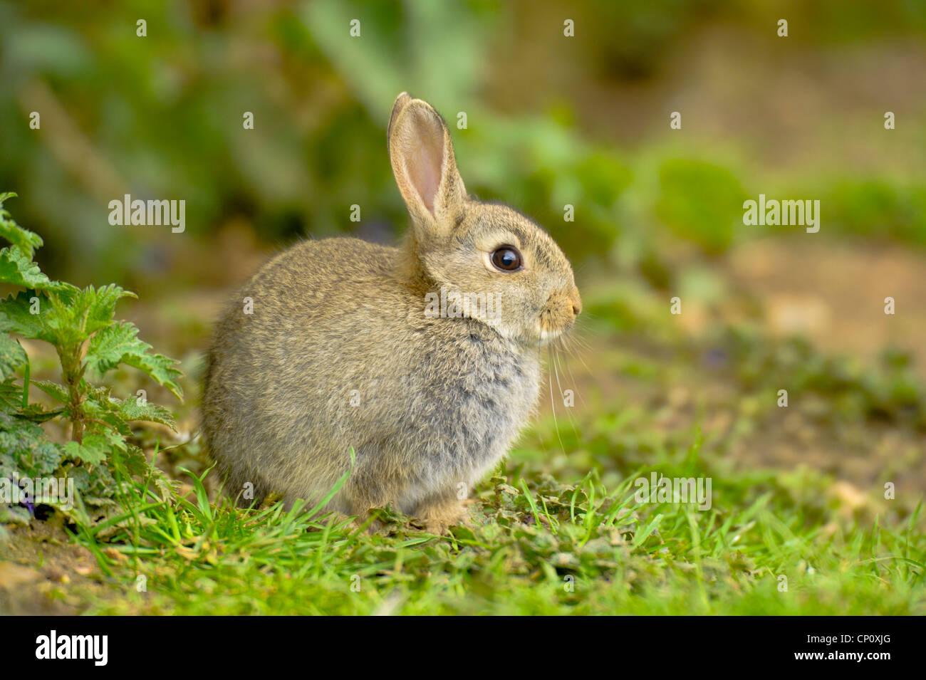 Juvenile wild rabbit hi-res stock photography and images - Alamy