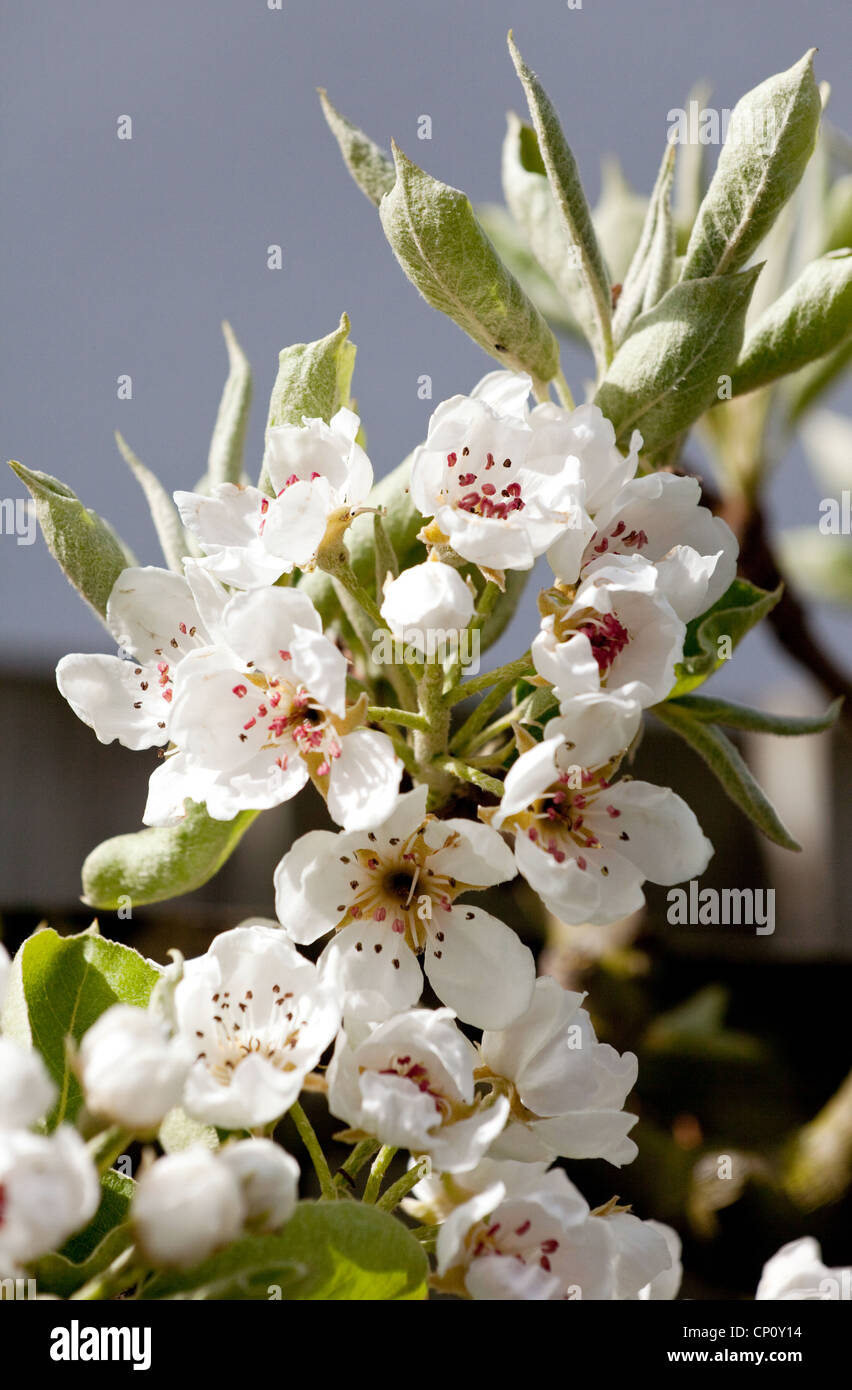 Pear tree blossom, UK Stock Photo Alamy
