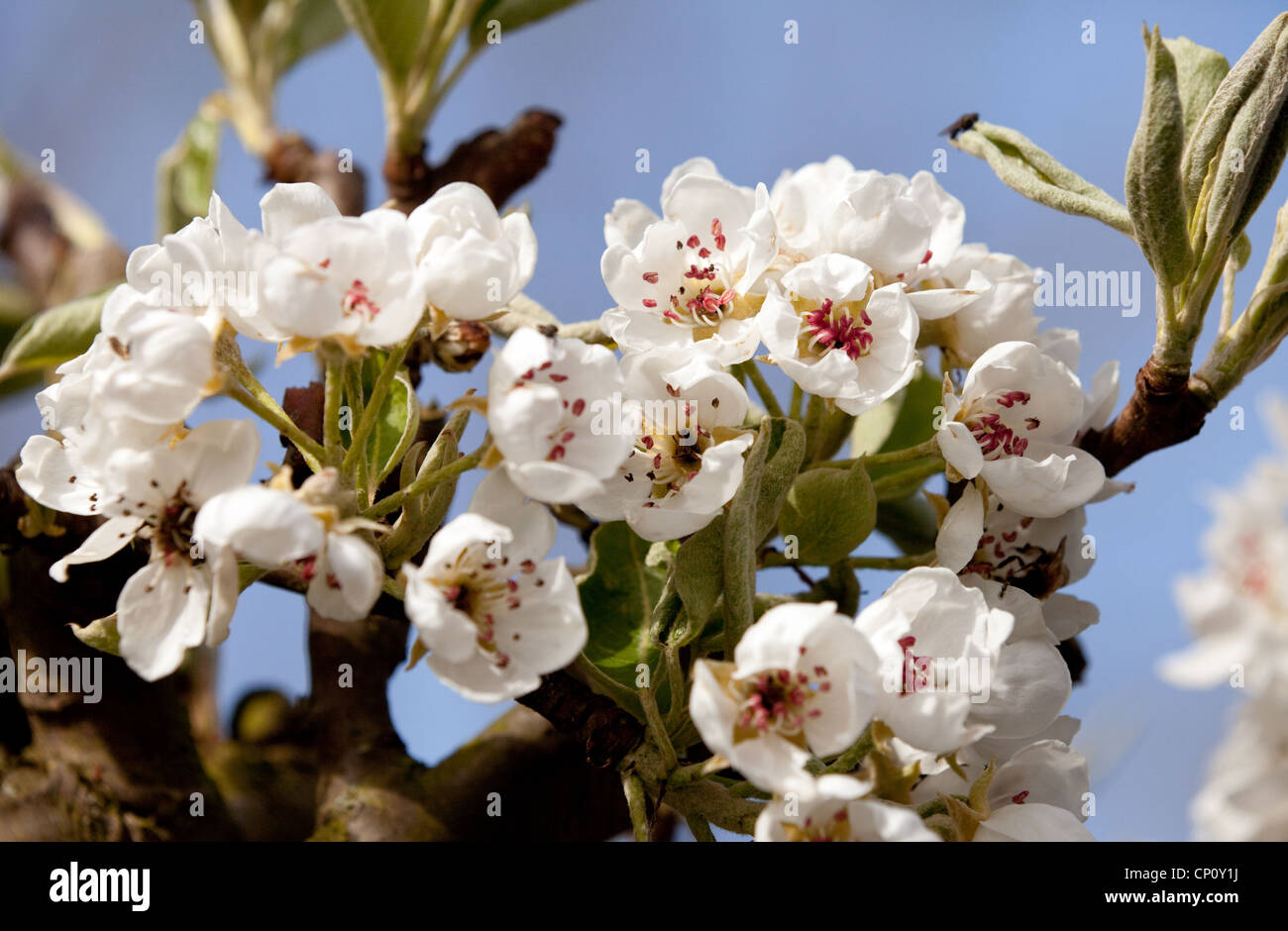 Pear tree blossom, UK Stock Photo Alamy