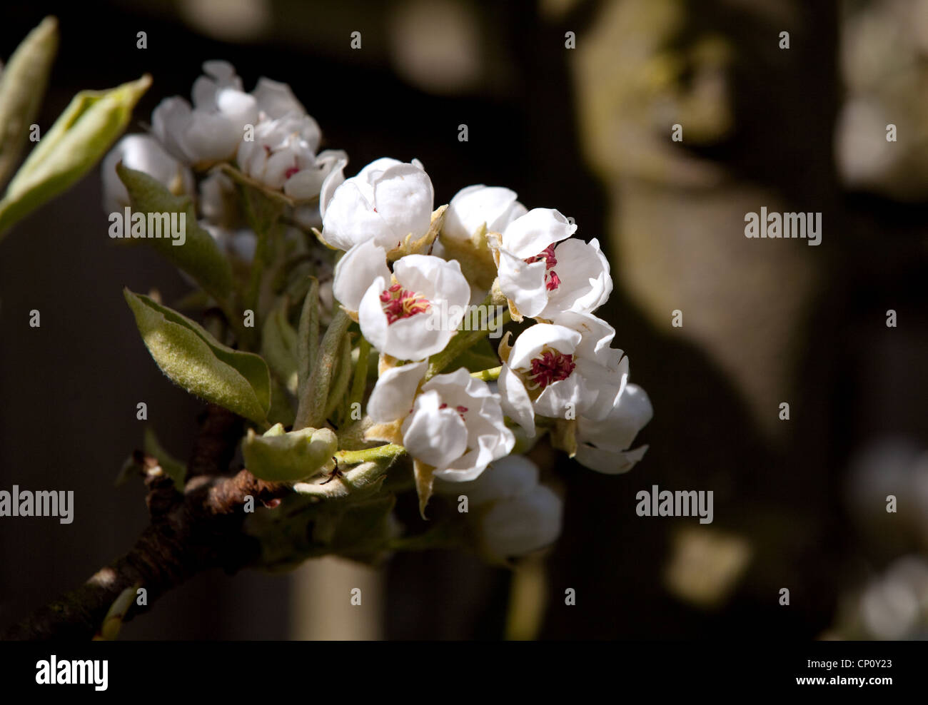 Pear tree blossom, UK Stock Photo