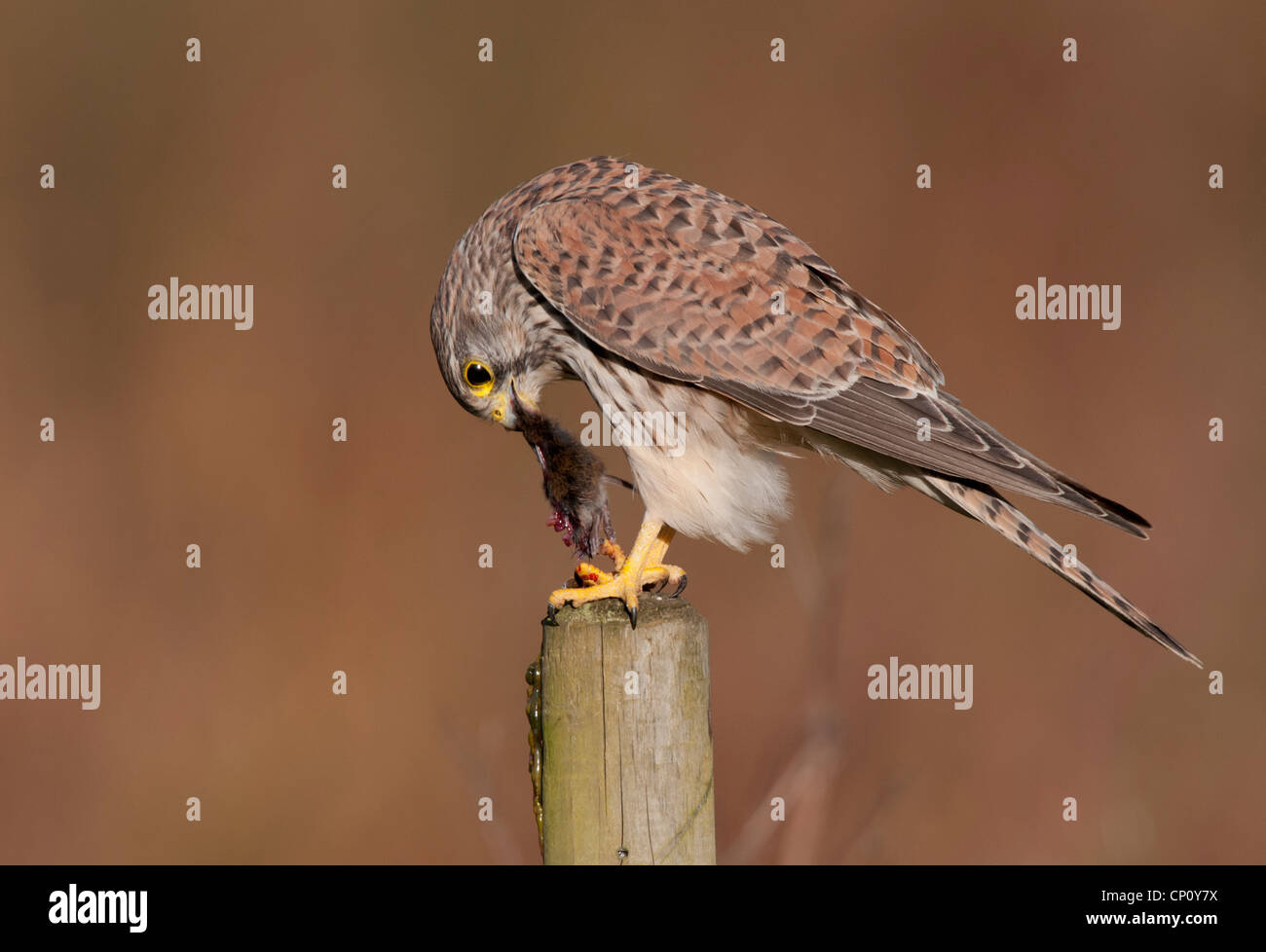 Falco tinnunculus, Kestrel with prey on feeding post Stock Photo