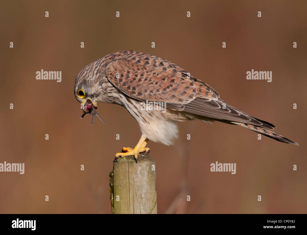 Falco tinnunculus, Kestrel with Prey on feeding post Stock Photo