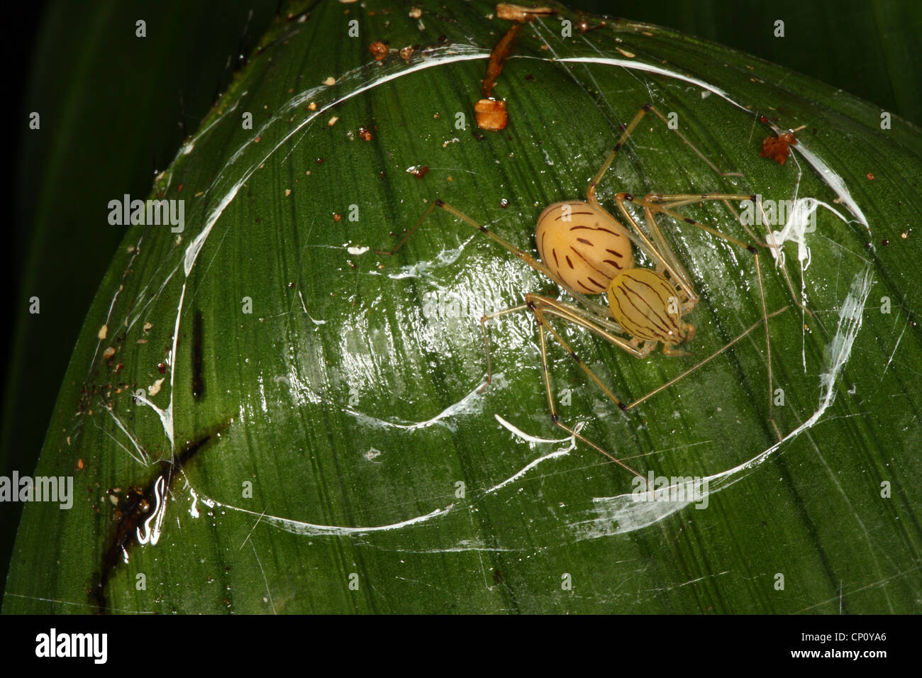 A spitting spider, a member of the family Scytodidae. Stock Photo