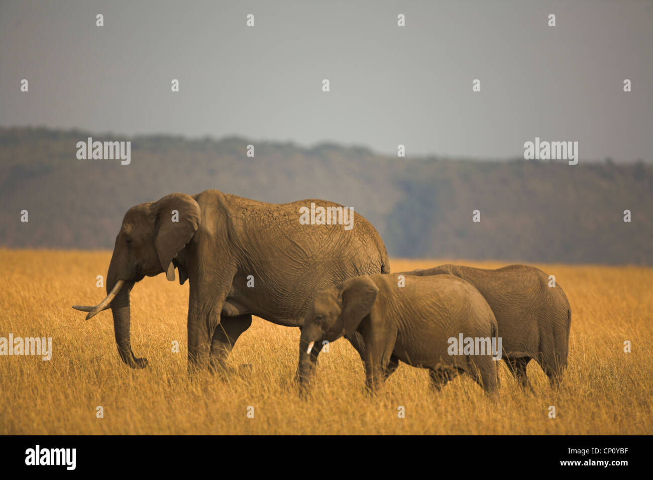 Family group of African Elephants (Loxodonta africana) in savannah grassland, Murchison Falls National Park, Uganda Stock Photo
