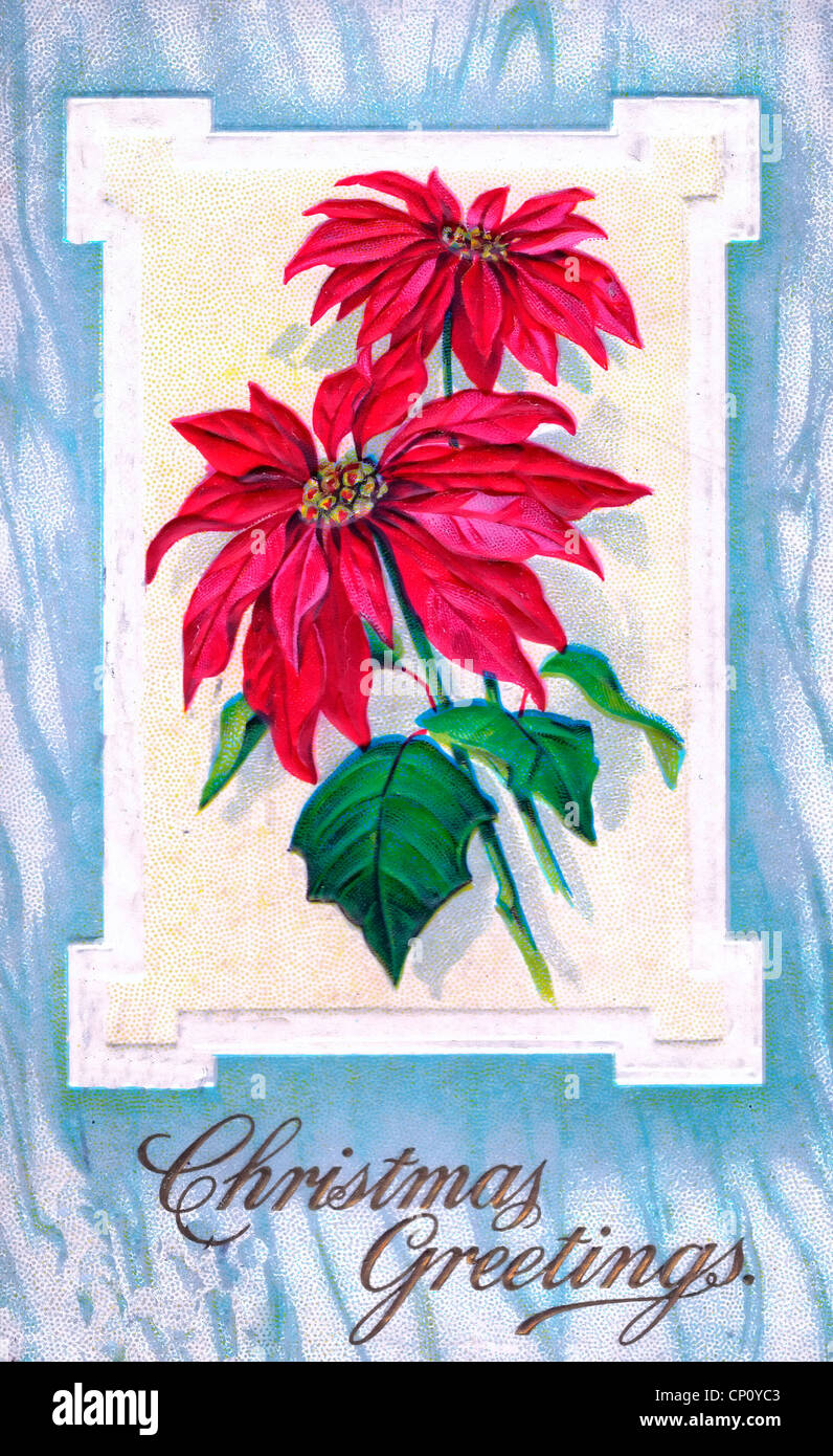 Christmas Greetings - vintage card with Poinsettias Stock Photo