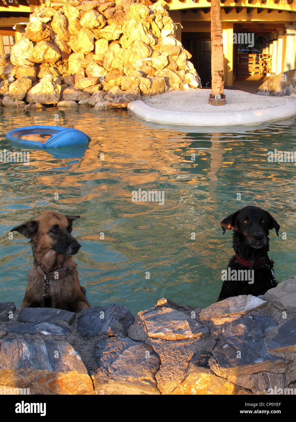 Two dogs posing in a pool. Stock Photo