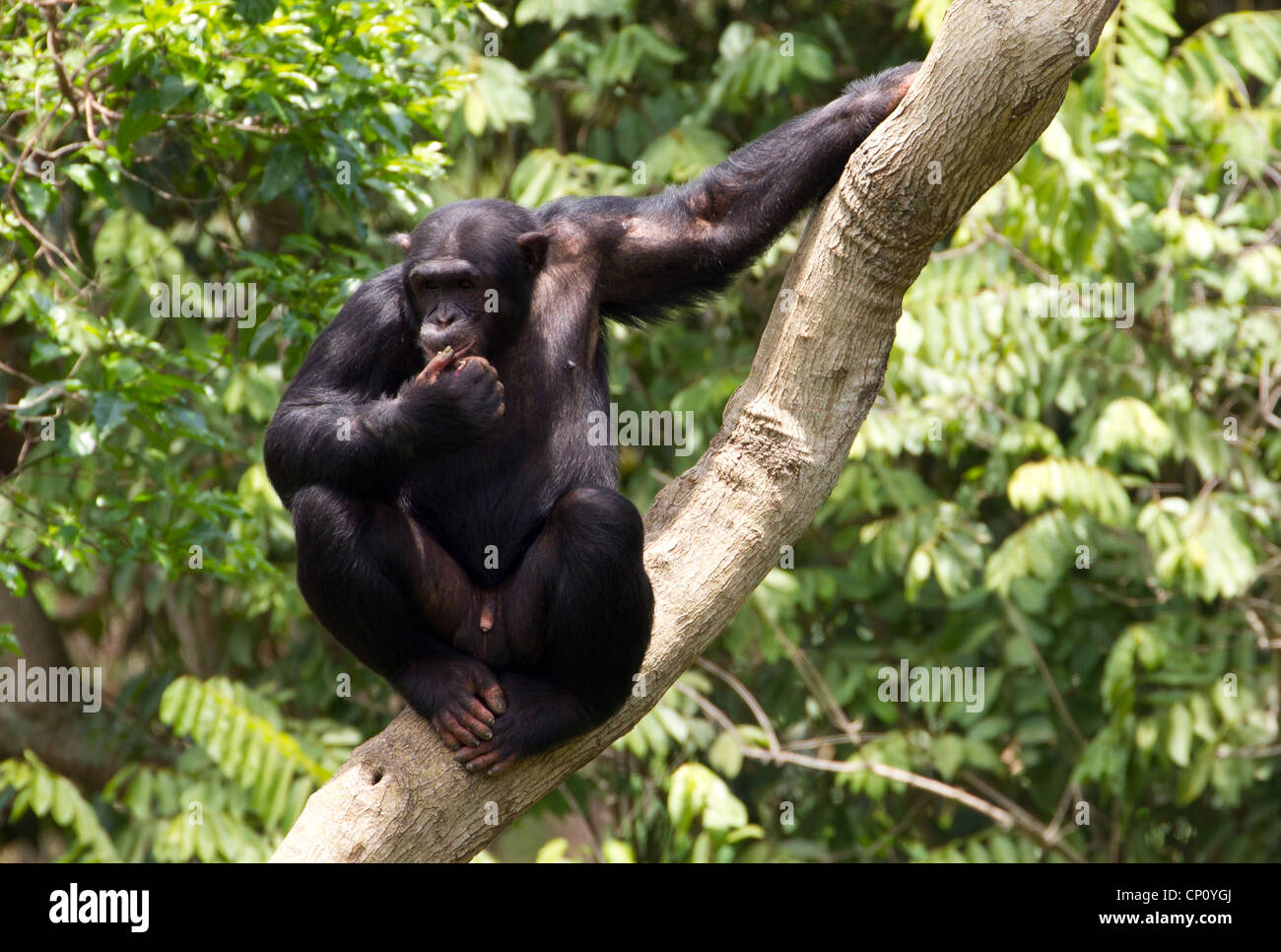 Chimpanzee (Pan troglodytes) on tree, Kyambura Gorge, Uganda Stock Photo