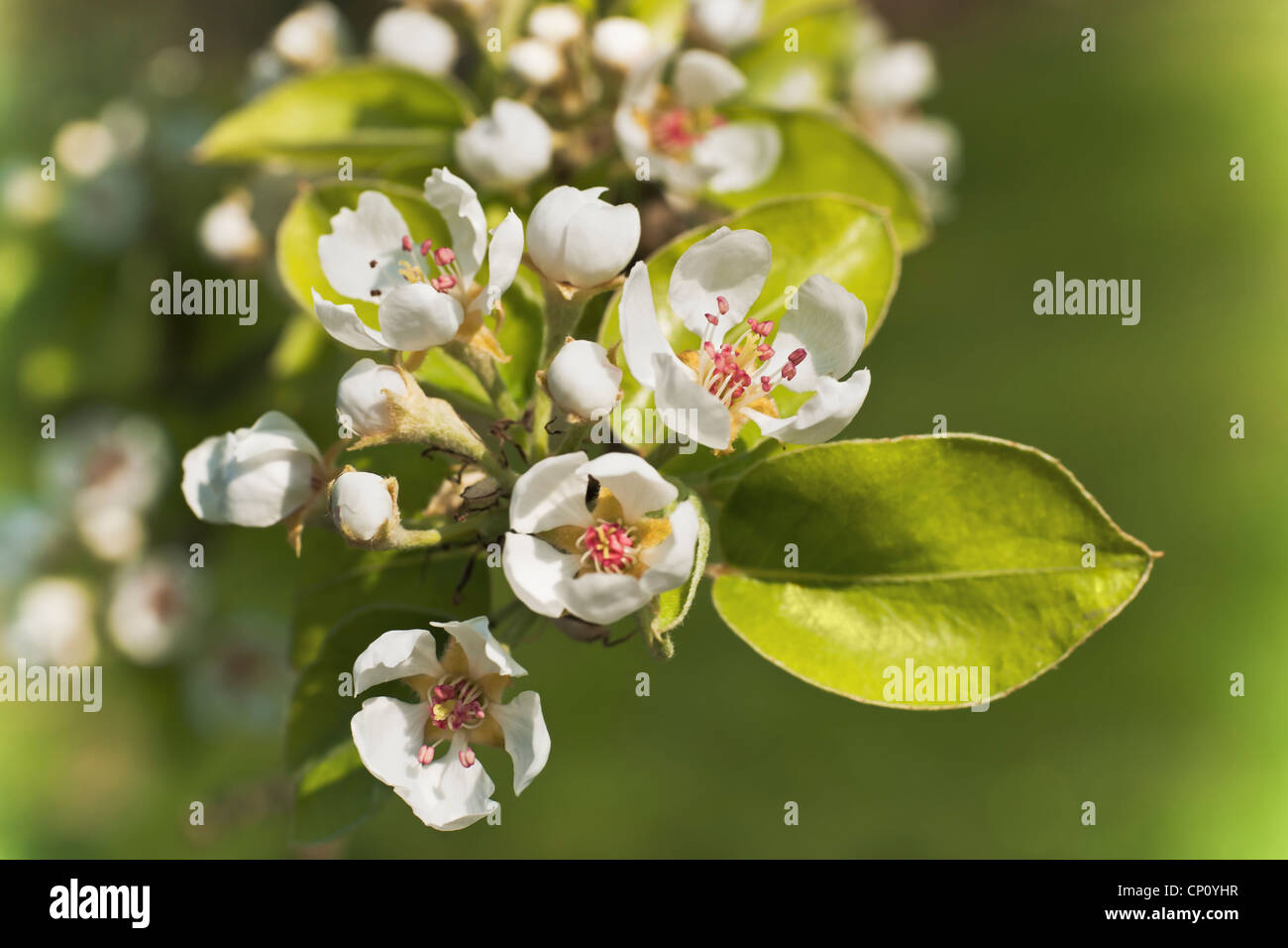 Detailansicht von Apfelblüten | Detail view of apple blossoms Stock Photo
