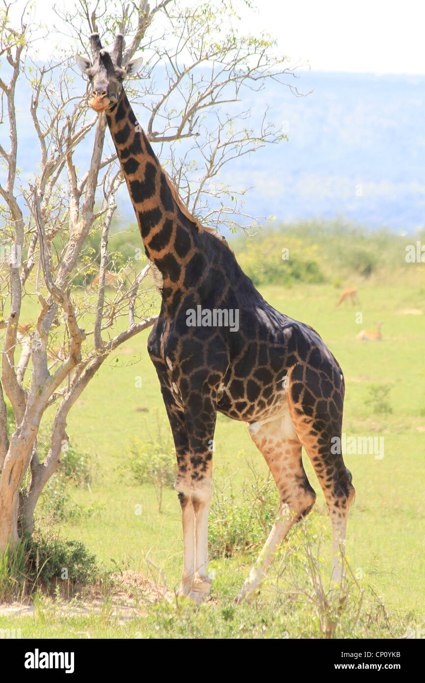 Mature male Rothschild's Giraffe (Giraffe camelopardis rothschildi) at Murchison Falls National Park, Uganda Stock Photo