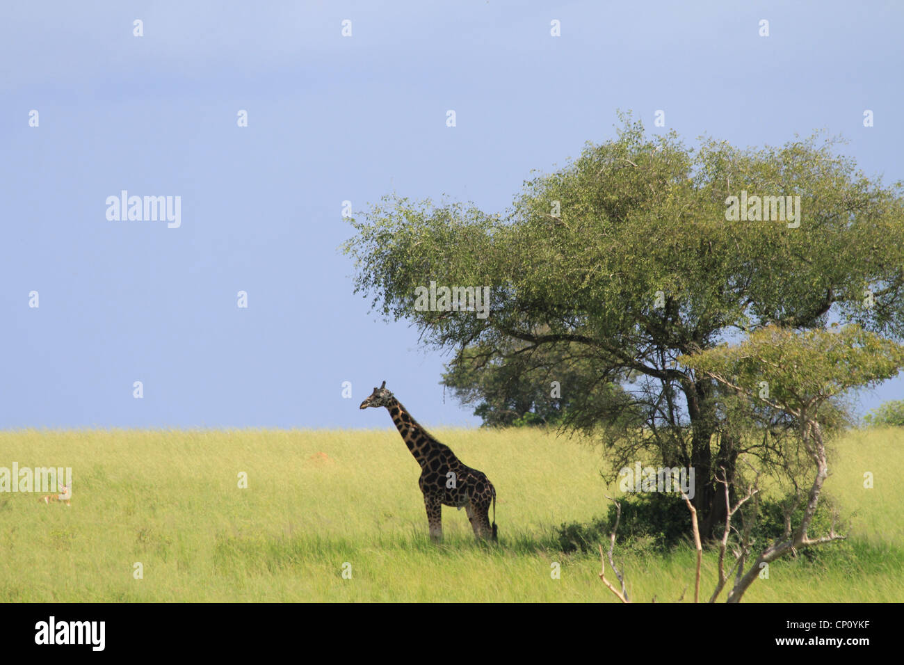 Mature male Rothschild's Giraffe (Giraffe camelopardis rothschildi) at Murchison Falls National Park, Uganda Stock Photo