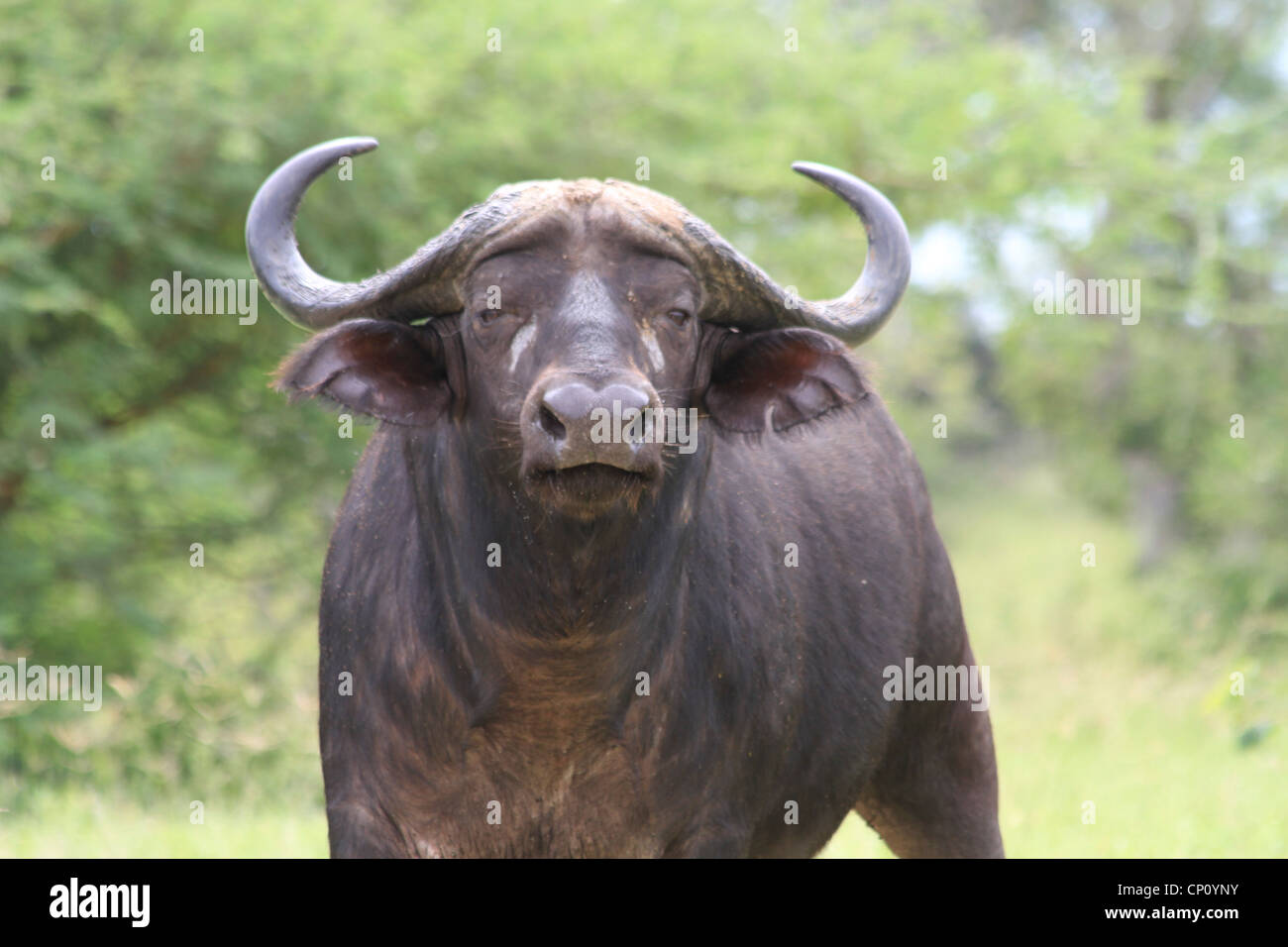 Solitary Cape Buffalo (Syncerus caffer) in Murchison Falls National Park, Uganda Stock Photo