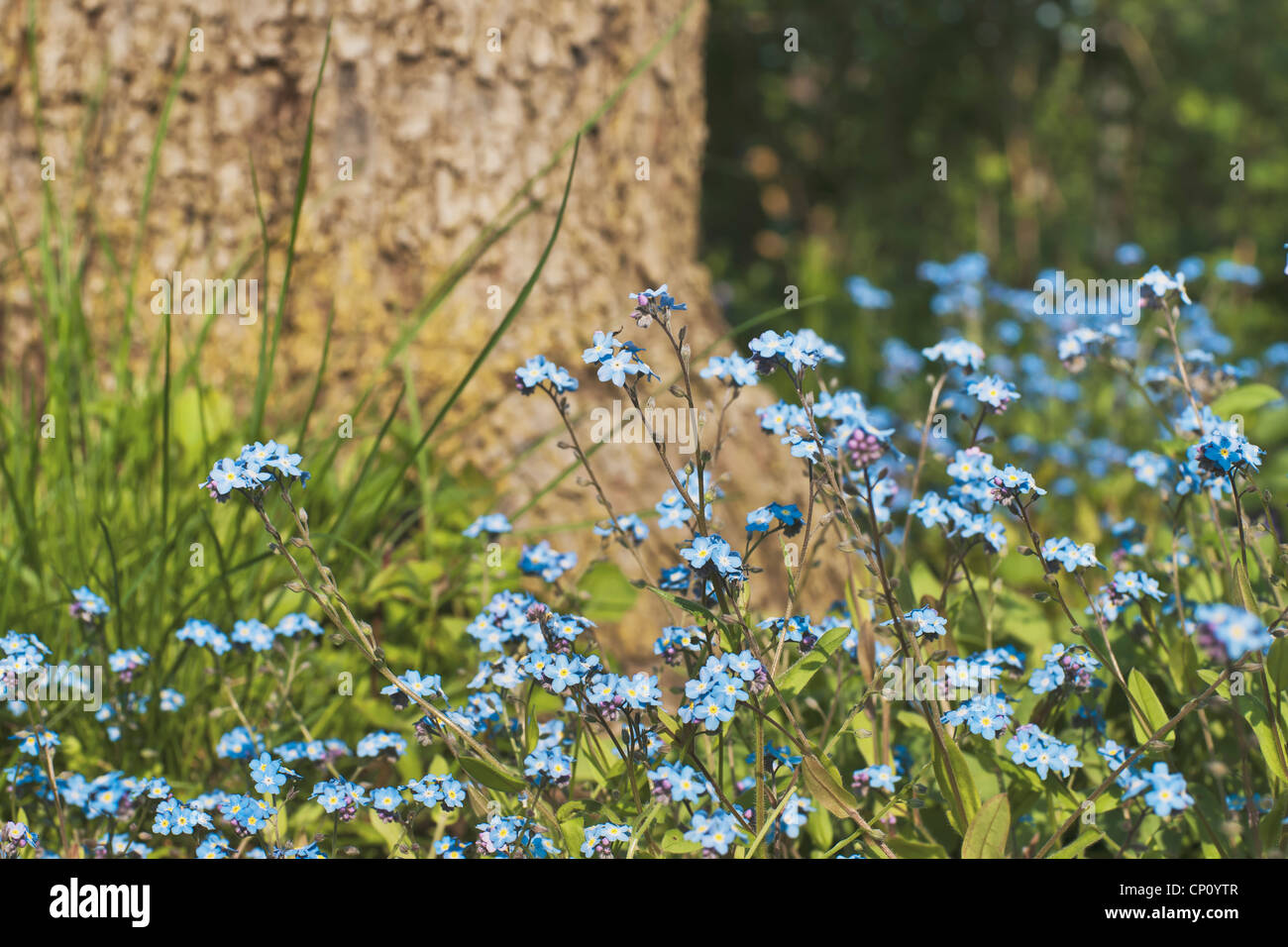Myosotis is a genus of flowering plants in the family Boraginaceae that are commonly called Forget-me-not. Stock Photo