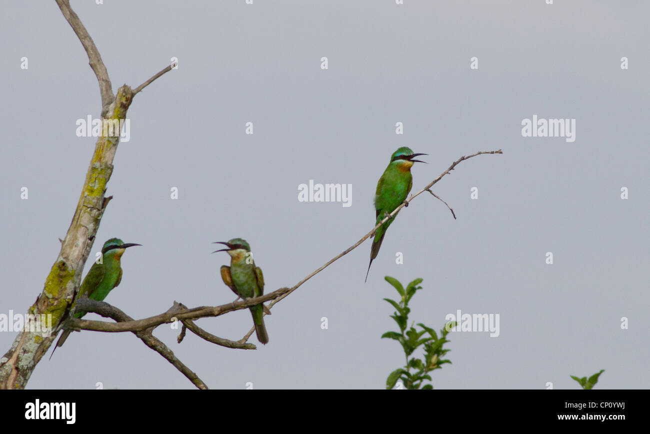 Blue Breasted Bee Eaters (Merops variegatus) perched in tree, Lake ...