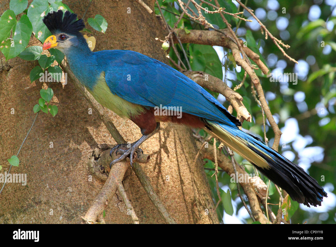 Great Blue Turaco (Corythaeola cristata) perched in tree, Kampala, Uganda Stock Photo