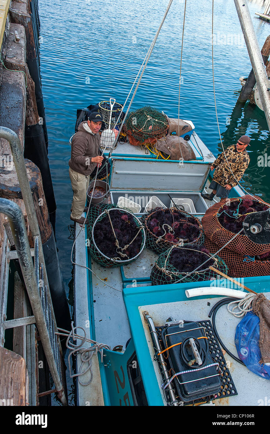 Local fishermen and their fishing boats, unloading sea urchins for sale