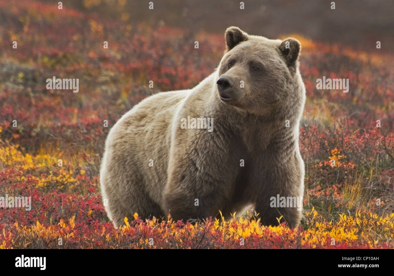 Grizzly Bear (Ursus arctos) in the colorful fall tundra, Denali National Park and Preserve, Alaska. Stock Photo