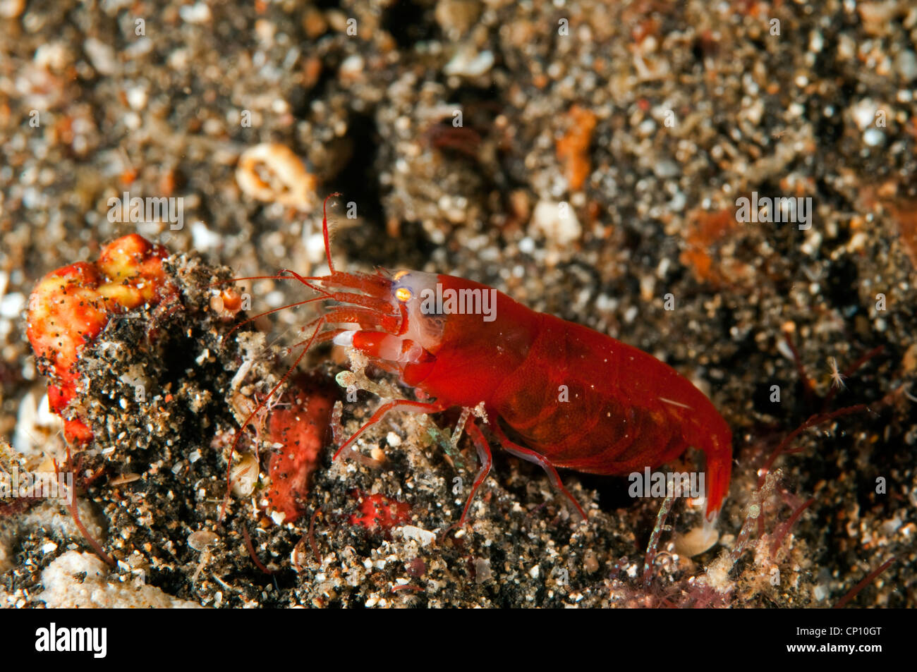 Snapping shrimp hires stock photography and images Alamy