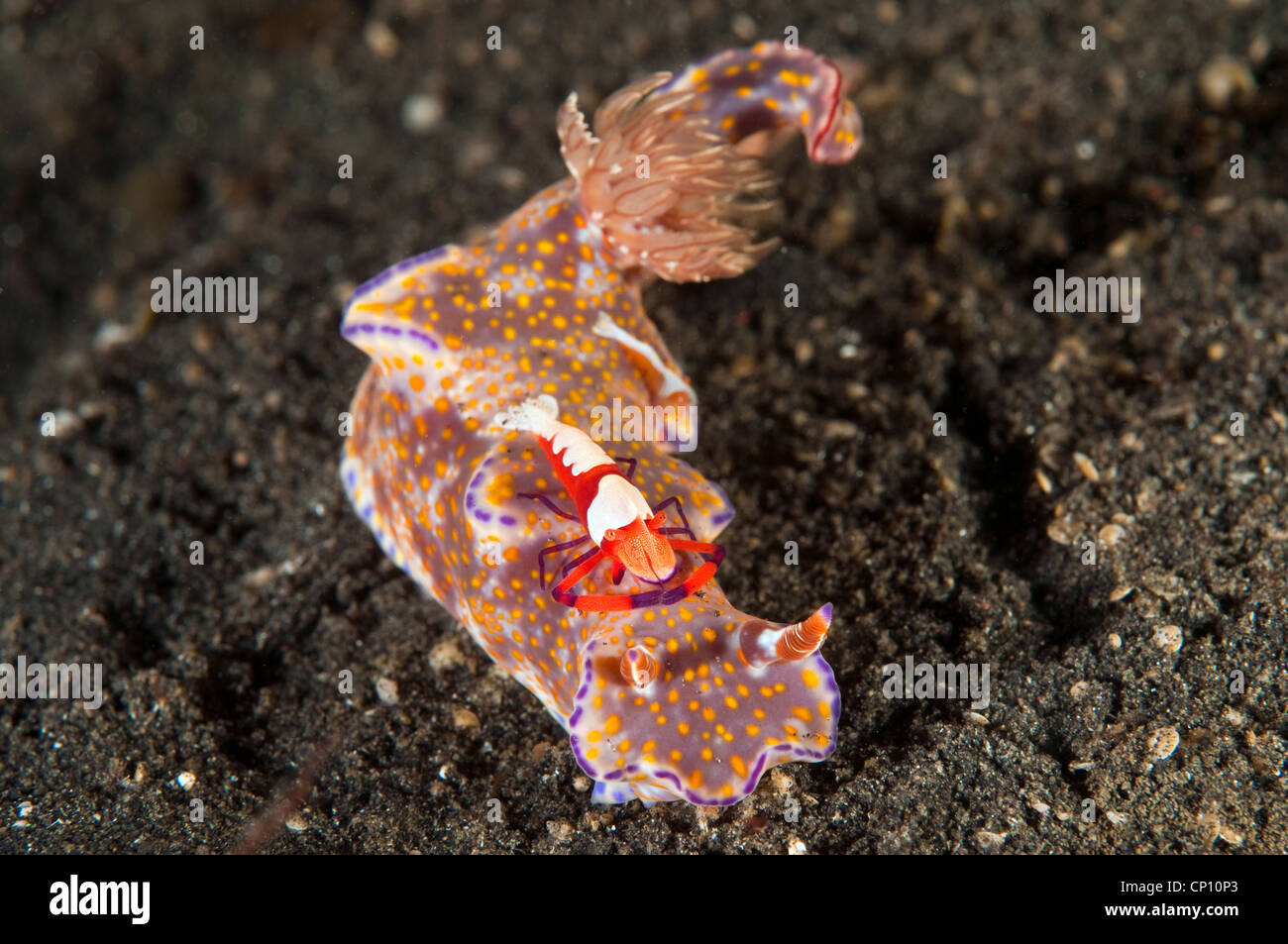 Nudibranch, Ceratosoma tenue, with emperor shrimps, Periclimenes emperator, Sulawesi Indonesia Stock Photo