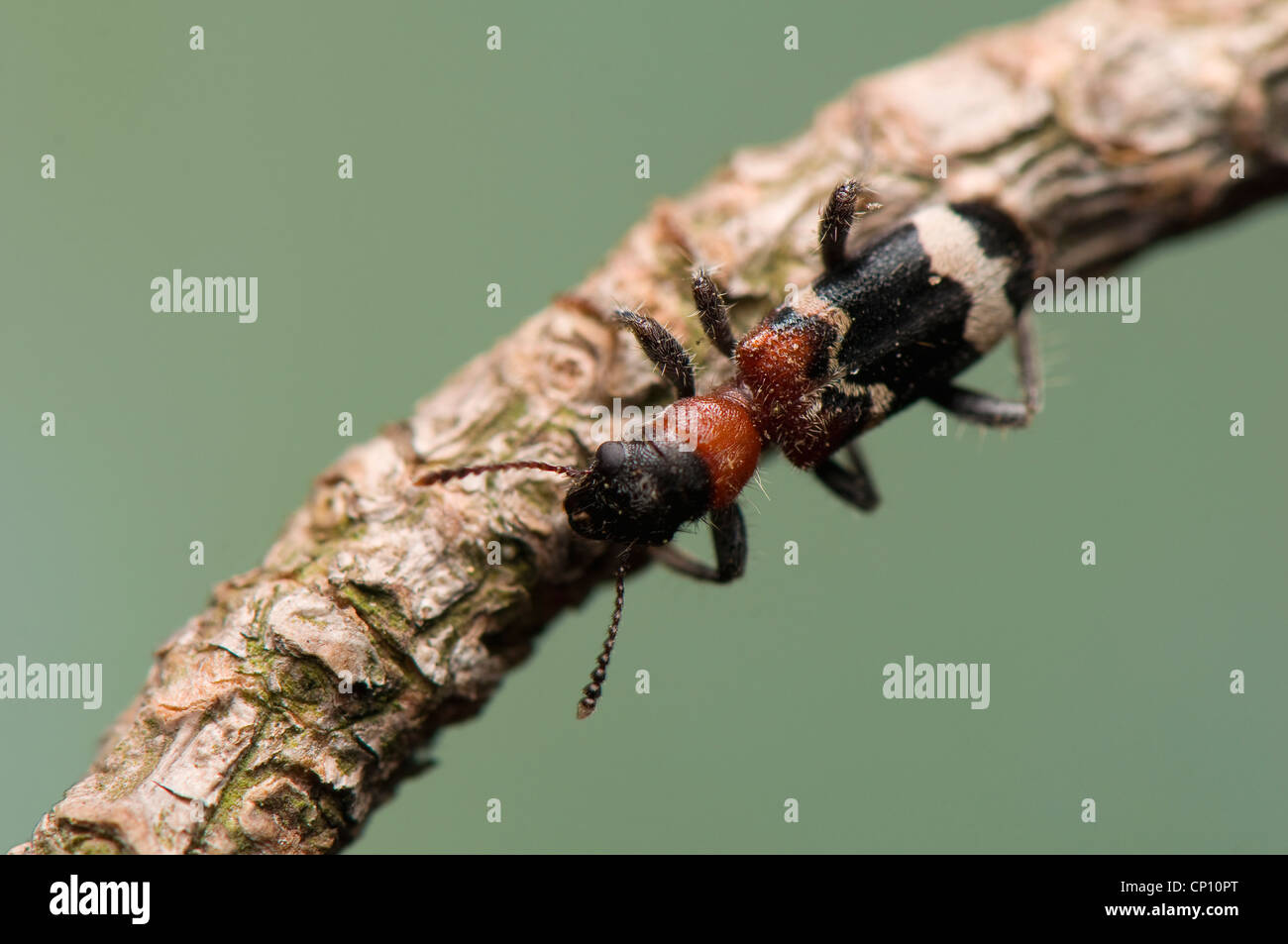 Thanasimus formicarius Stock Photo