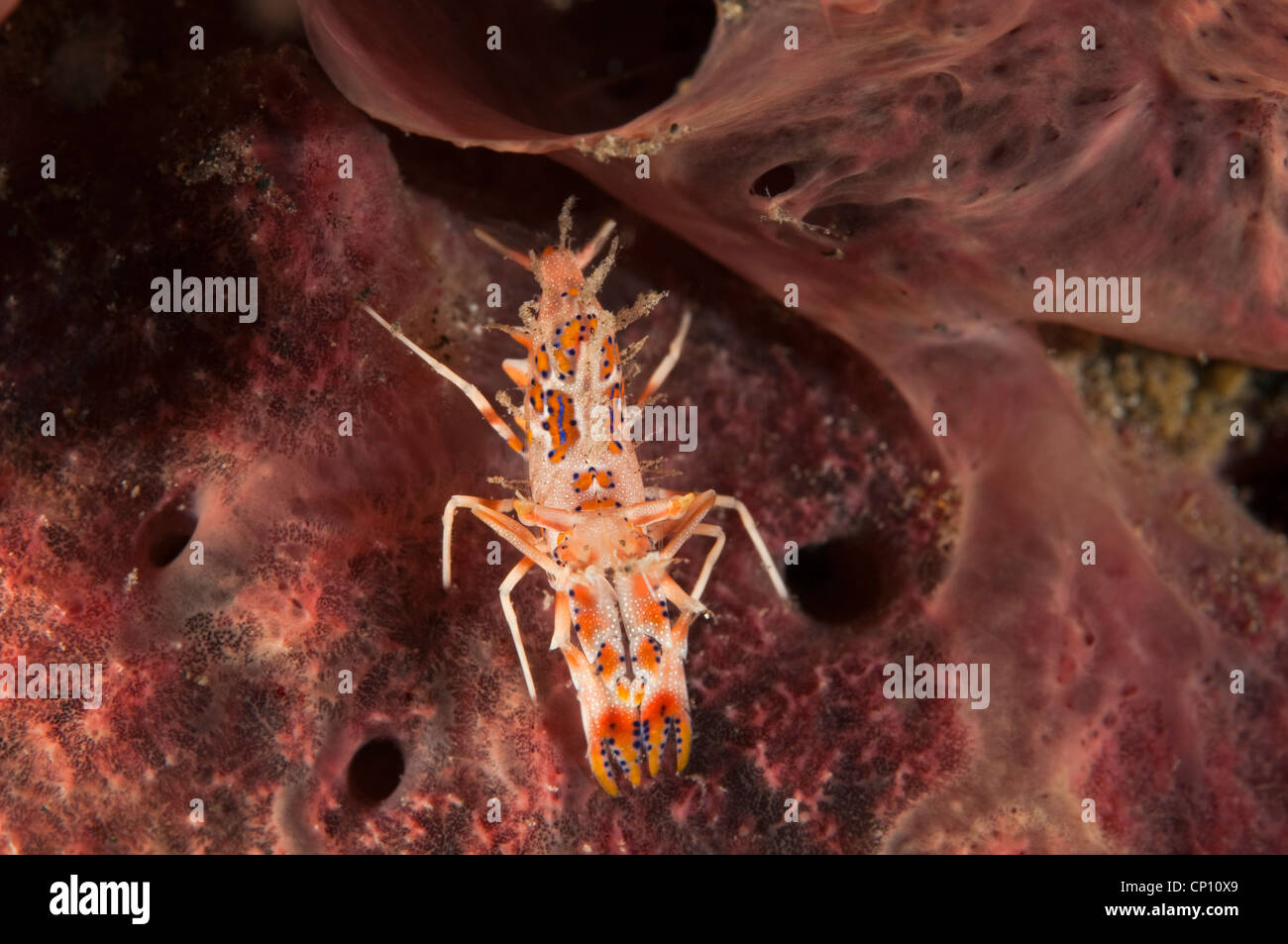 Tiger shrimp, Phyllognathia ceratophthalma, Sulawesi Indonesia Stock ...