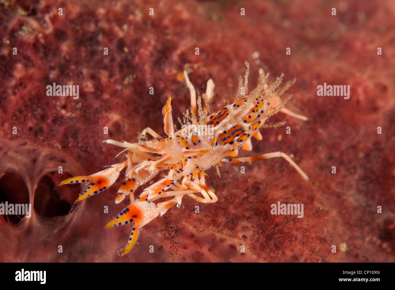 Tiger shrimp, Phyllognathia ceratophthalma, Sulawesi Indonesia Stock ...