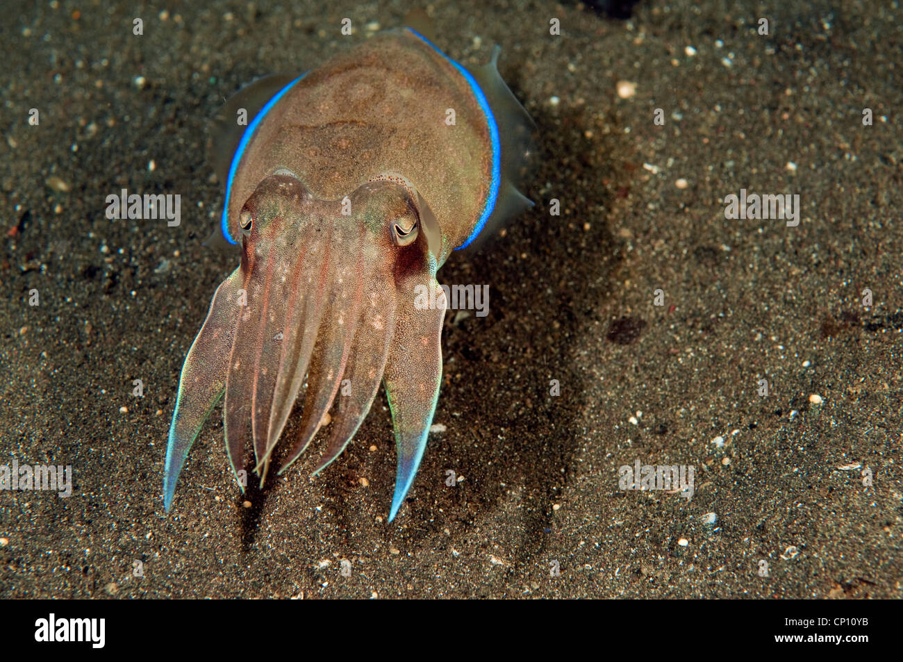 Cuttlefish, Sepia esculenta, Sulawesi Indonesia Stock Photo
