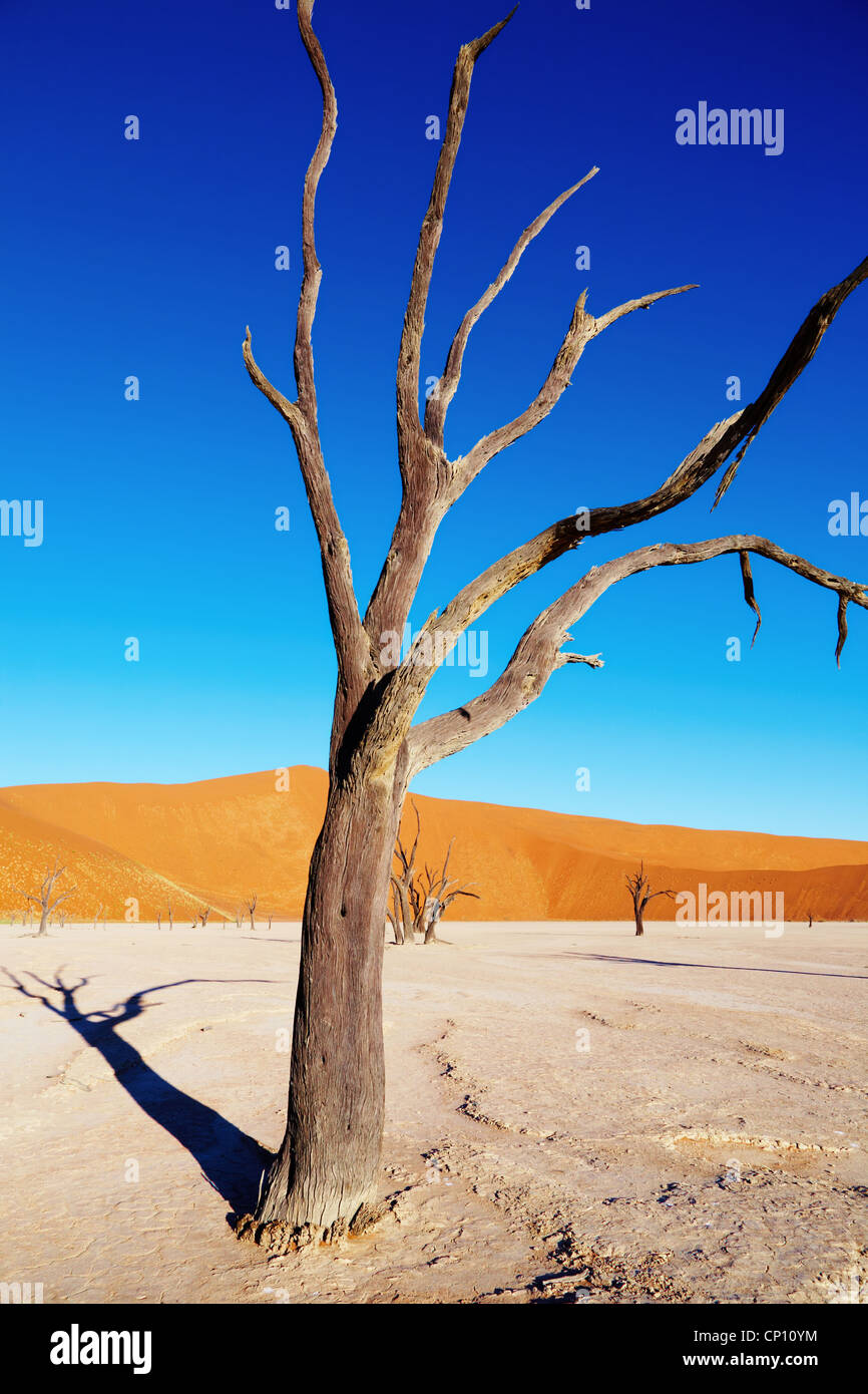 Dead tree in Dead Vlei - Sossusvlei, Namib Desert, Namibia Stock Photo