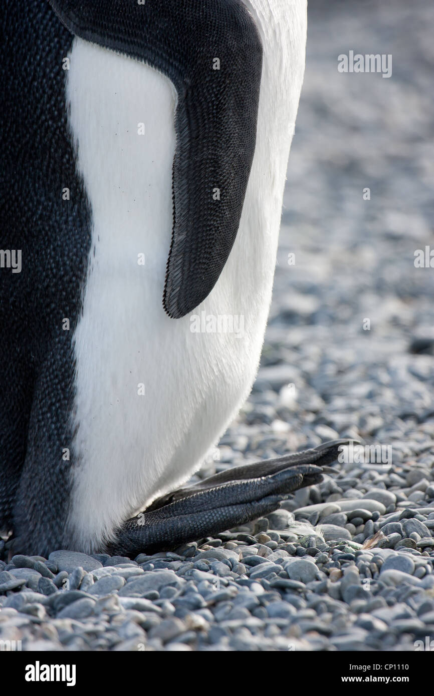 Details of the feet of a King Penguin Stock Photo