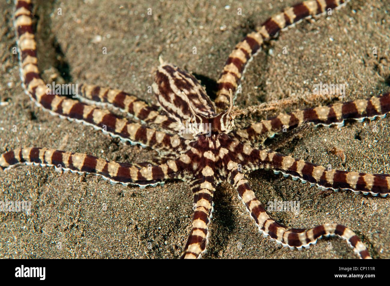 Mimic octopus, Thaumoctopus mimicus, Lembeh Strait Sulawesi Indonesia