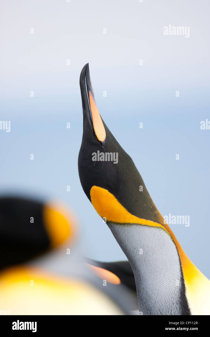 A King Penguin stretches, with the other birds around soft and out of focus Stock Photo